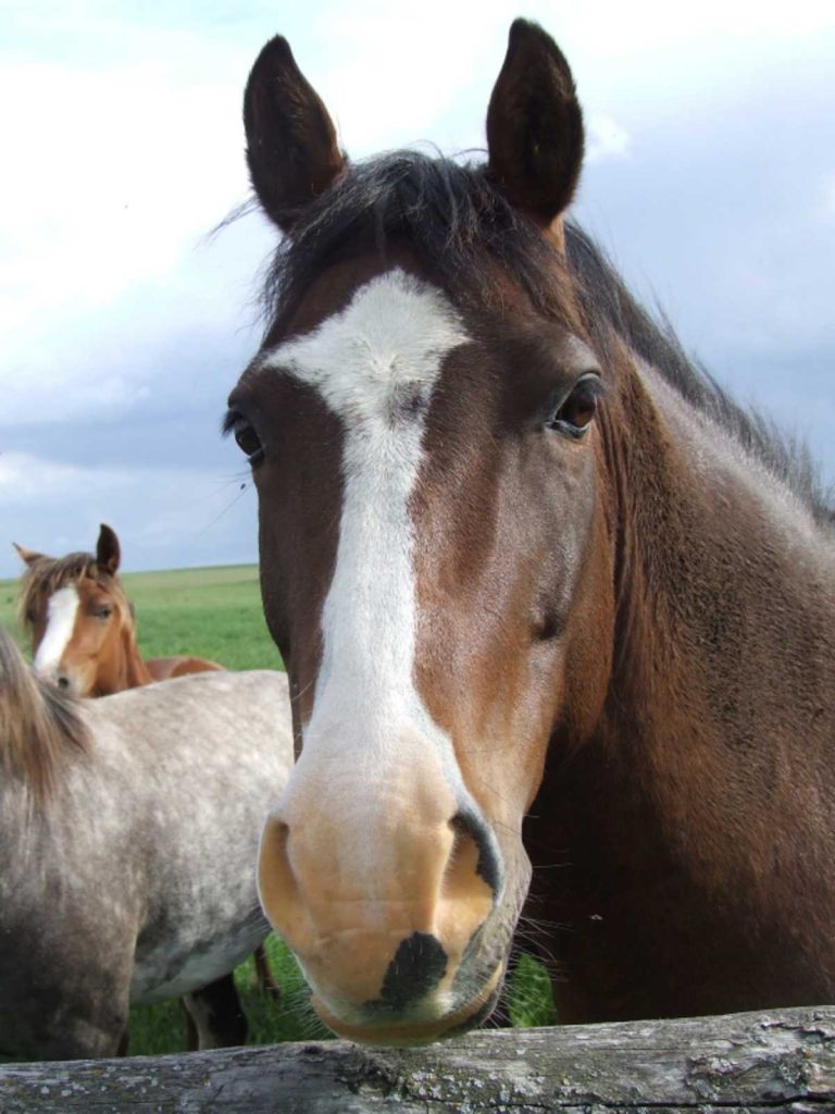 Bram welsh suffield mustang bay with with white blaze