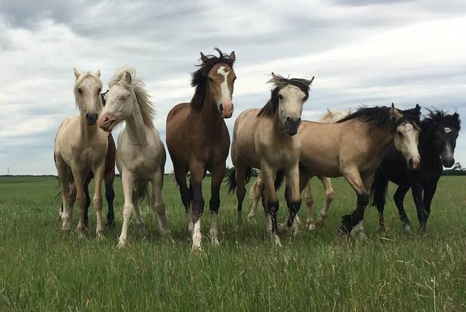 Bram welsh suffield mustang bay with with white blaze