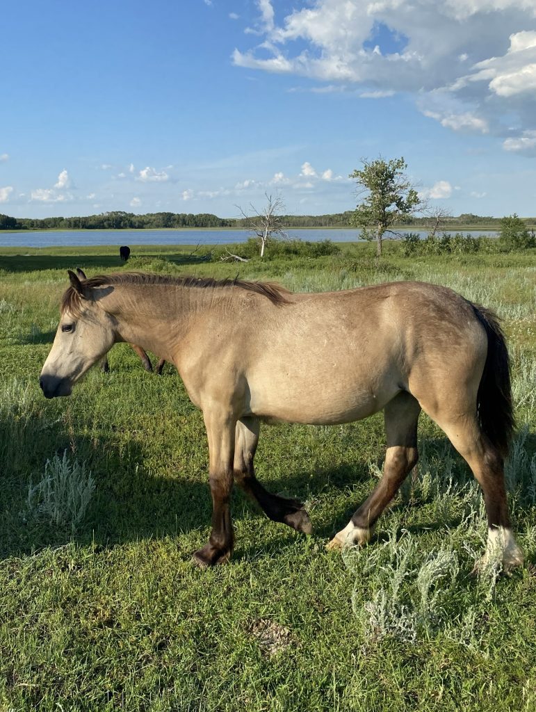 Welsh Cob Leica enjoying beach life at Crystal Beach Adventures