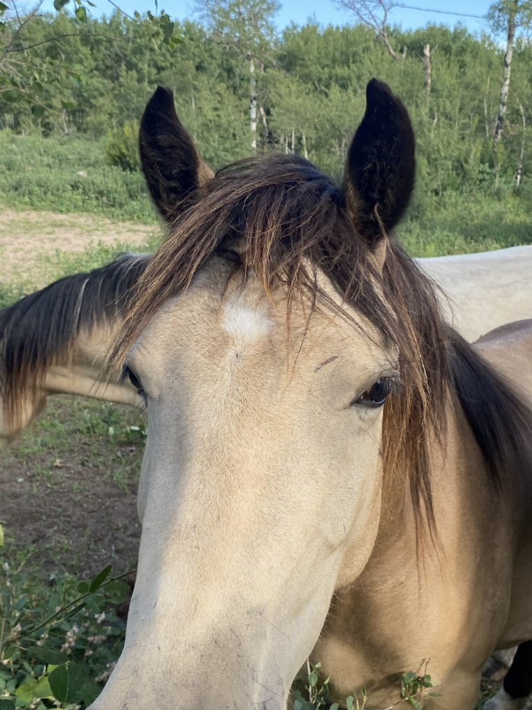 Welsh Cob Leica blaze at Crystal Beach Adventures