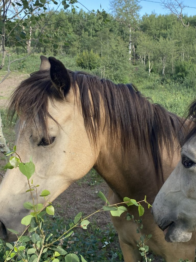 Welsh Cob Leica being calm at Crystal Beach Adventures