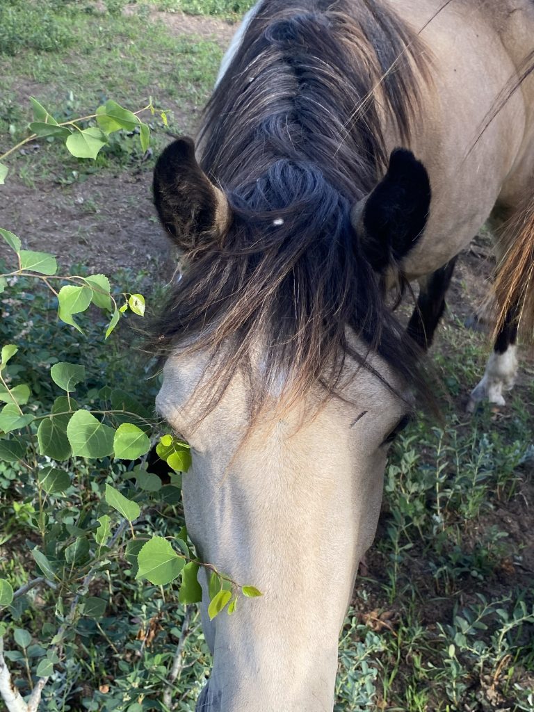 Welsh Cob Leica curious at Crystal Beach Adventures