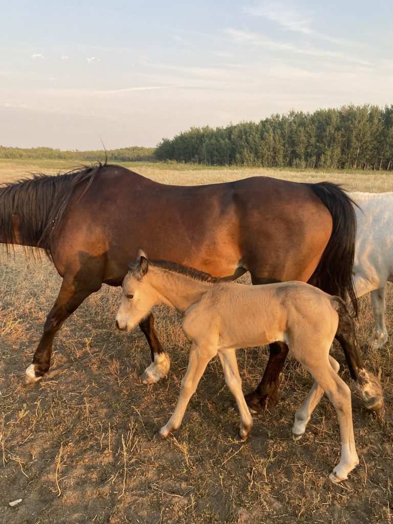 Welsh Cob Leica and mama at Crystal Beach Adventures