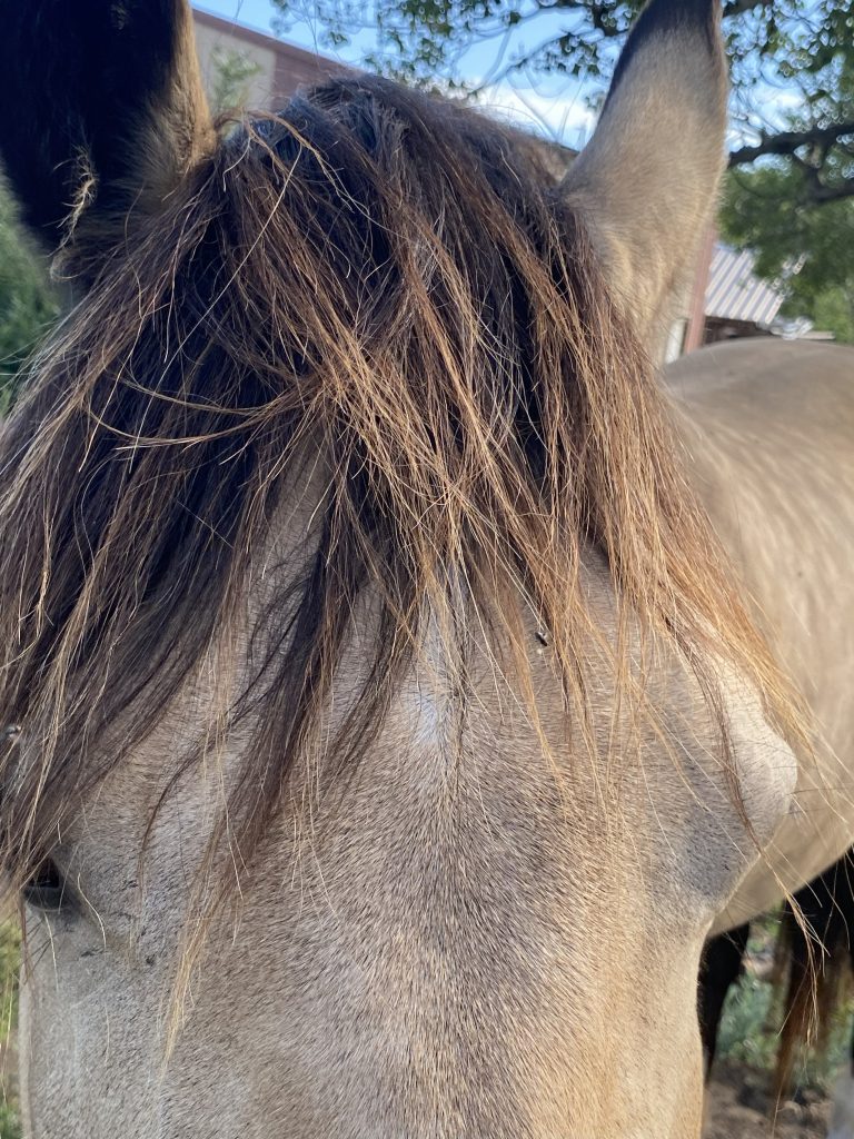 Welsh Cob Leica having a good hair day at Crystal Beach Adventures