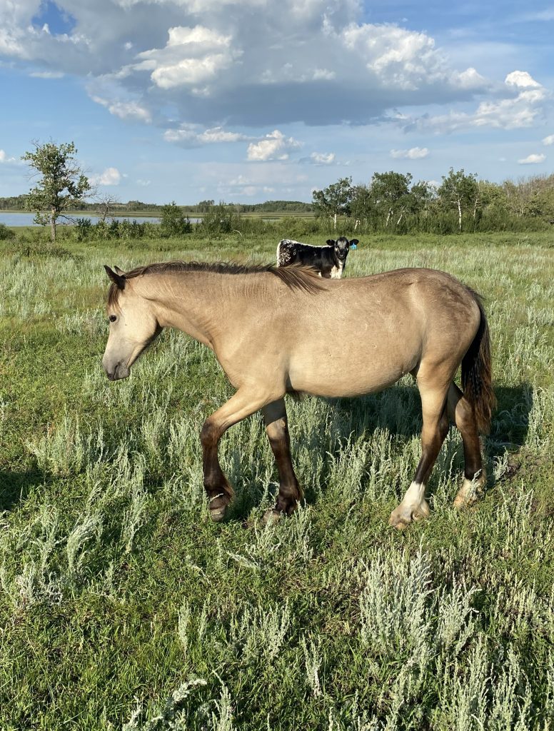 Welsh Cob Leica grazing at Crystal Beach Adventures