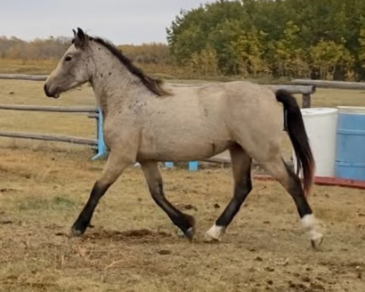 Welsh Cob Leica in arena at Crystal Beach Adventures