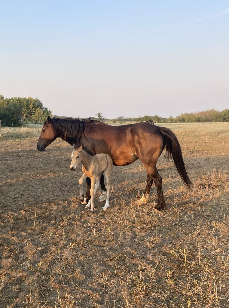 Welsh Cob Leica as a foal and mama at Crystal Beach Adventures
