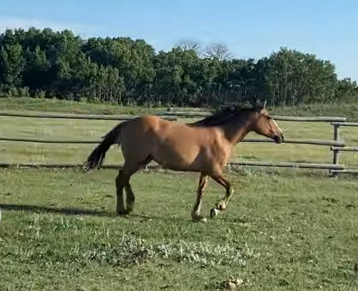 Welsh Cob Quarter horse Cherry in arena at Crystal Beach Adventures